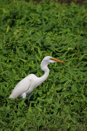 Image of Great Egret(Ardea alba) on the natural background. Heron, White Birds, Animal.の写真素材
