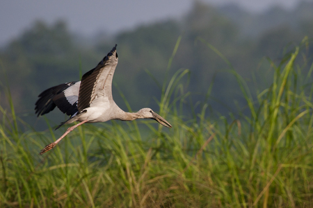Image of an Asian openbill stork(Anastomus oscitans) flying on the natural background. Bird, Wild Animals.の写真素材