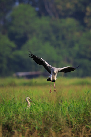 Image of an Asian openbill stork(Anastomus oscitans) flying on the natural background. Bird, Wild Animals.の写真素材