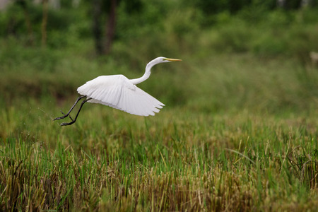 Image of Great Egret(Ardea alba) flying on the natural background. Heron, White Birds, Animal.