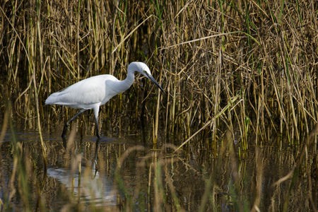 Image of Great Egret(Ardea alba) on the natural background. Heron, White Birds, Animal.の写真素材