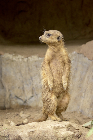 Image of Meerkat standing (Suricata suricatta) on nature background. Wildlife Animals.の写真素材
