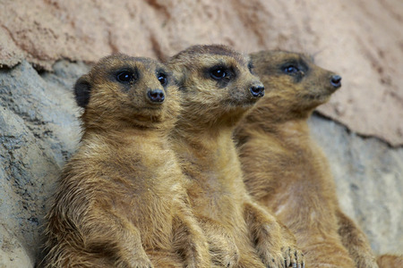 Group of Meerkat (Suricata suricatta) on nature background. Wildlife Animals.の写真素材