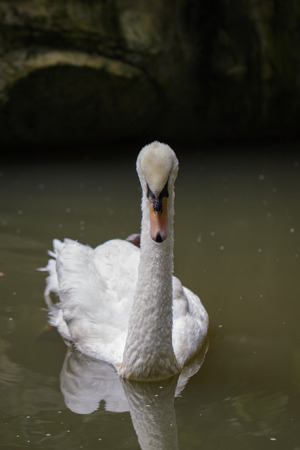 Image of a white swan on water. Wildlife Animals.の写真素材