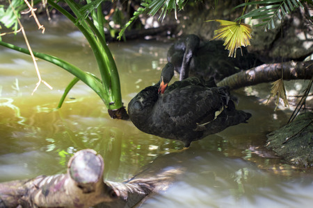 Image of a black swan on water. Wildlife Animals.の写真素材