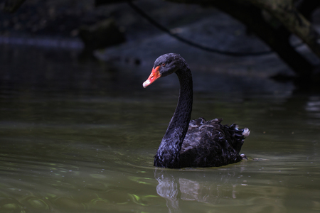 Image of a black swan on water. Wildlife Animals.の写真素材
