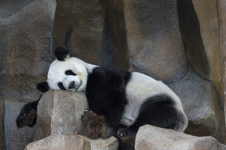 Image of a panda is sleeping on the rocks. Wild Animals.の写真素材