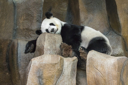 Image of a panda is sleeping on the rocks. Wild Animals.の写真素材