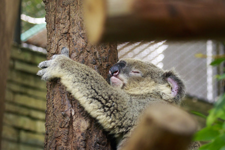 Image of a koala bear sleep on tree. Wild Animals.の写真素材