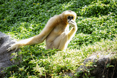 Image of female northern white-cheeked gibbon on nature background. Wild Animals.の写真素材