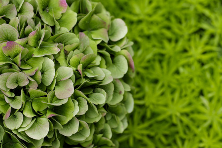 Image of green leaf in the garden.