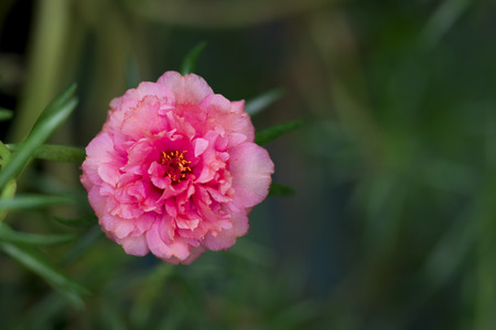 Image of beautiful pink flowers  in the garden., Common Purslane, Verdolaga, Pigweed, Little Hogweed or Pusleyの写真素材