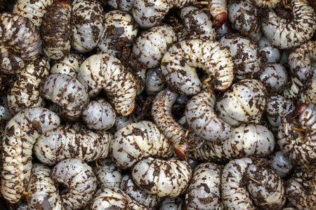 Image of grub worms, coconut rhinoceros bug(Oryctes rhinoceros), Larva.の写真素材