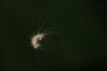 Image of Hairy caterpillar (Eupterote testacea) on the natural background. Insect Animal.の写真素材