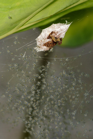 Image of Eriophora pustulosa spider and Many spider larvae. Insect, Animal.