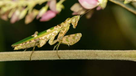 Image of flower mantis(Creobroter gemmatus) on branches. Insect. Animal.