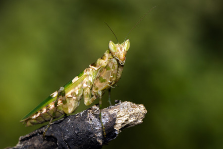 Image of flower mantis(Creobroter gemmatus) on dry branches. Insect. Animal.の写真素材