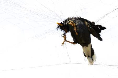 Image of bird (Mynas) is attached to the net on white background. Animals.の写真素材