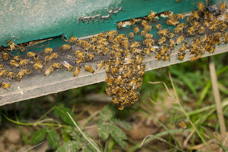 Group of bees near a beehive. Honey bees at the entrance in beehive. Honey bees on the home apiary.