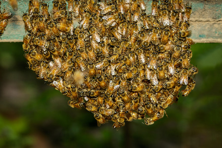 Group of bees near a beehive. Honey bees on the home apiary. の写真素材