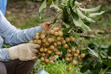 Gardeners are harvesting fresh longan from the garden. Tropical fruits beautiful longan in Tak, Thailand. Longan orchards.の写真素材