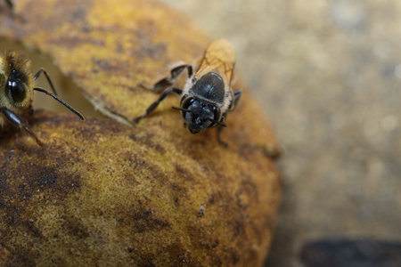 The bee is sucking the sweet nectar from the longan on the ground.