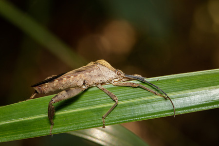 Image of Groundnut Bug, Acanthocoris sordidus (Coreidae) on green leaves. Insect. Animal.