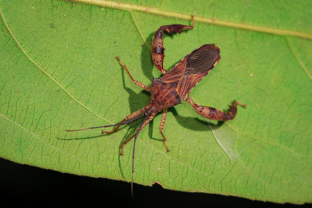 Image of Groundnut Bug, Acanthocoris sordidus (Coreidae) on green leaves. Insect Animal.