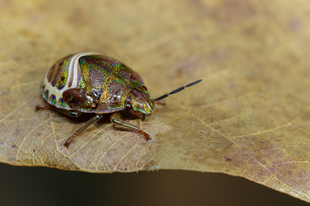 Image of beetle ladybird (Hippodamia variegata) on a brown leaf. Insect.  Animal.の写真素材