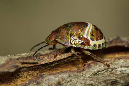 Image of beetle ladybird (Hippodamia variegata) on dry branches. Insect.  Animal.