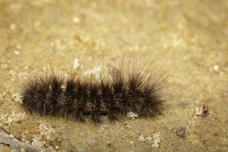 Image of Hairy caterpillar on the ground. Insect Animal.の写真素材