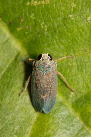 Image of a green leafhopper (Cicadella viridis) on green leaves. Insect Animal.