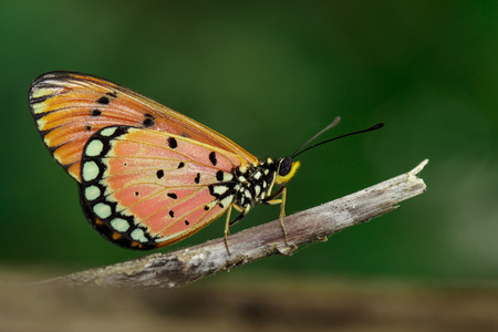 Image of Tawny Coster Butterfly (Acraea violae) on dry branches on the natural background. Insect....