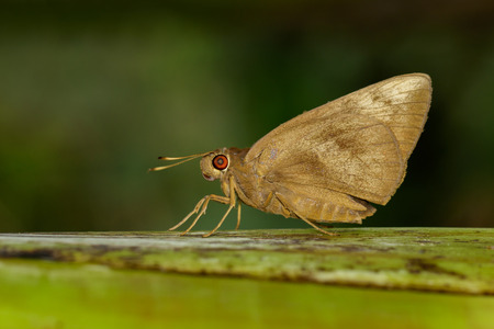 Image of the common Redeye Butterfly (Matapa aria Moore) on tree. Insect. Animal.の写真素材