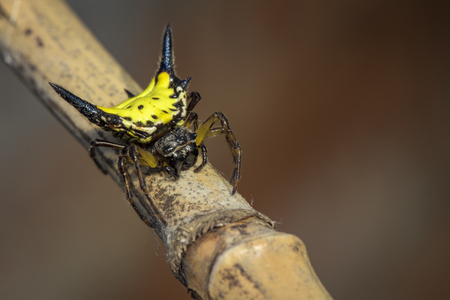 Image of Hasselt's spiny spider (Gasteracantha hasselti) on the branch on a white background. Insect. Animal.の写真素材