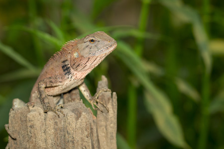 Image of a chameleon on nature background. Reptile. Animal.