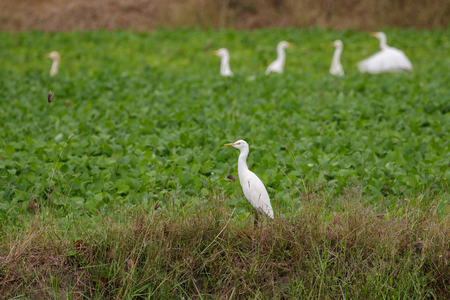Image of cattle egret(Bubulcus ibis) on the natural background. White Bird. Animal.の写真素材