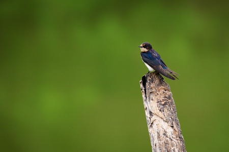 Image of Barn swallow bird (Hirundo rustica) on the stumps on the natural background. Bird. Animal.の写真素材