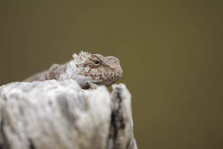 Image of brown chameleon on the stumps on the natural background. Reptile. Animal.の写真素材