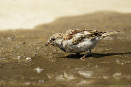 Image of Sparrows are drinking water on the floor. Birds. Animal.の写真素材