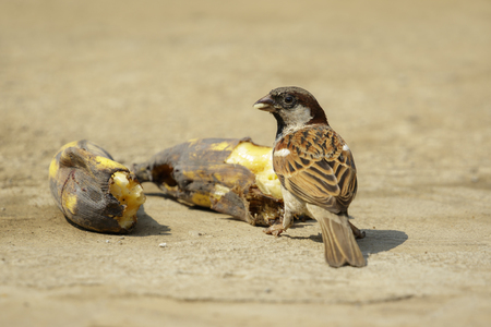 Image of sparrow bird eating a banana on the floor. Birds. Animal.の写真素材