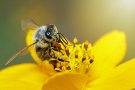 Image of bee or honeybee on yellow flower collects nectar. Golden honeybee on flower pollen. Insect....