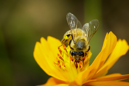 Image of bee or honeybee on yellow flower collects nectar. Golden honeybee on flower pollen. Insect. Animalの写真素材