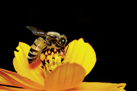 Image of bee or honeybee on yellow flower collects nectar. Golden honeybee on flower pollen. Insect. Animalの写真素材
