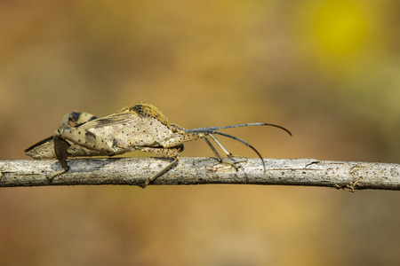 Image of Groundnut Bug, Acanthocoris sordidus (Coreidae) on branch on natural background. Insect. Animal.の写真素材