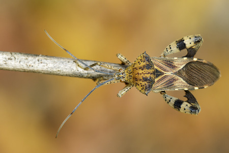 Image of Groundnut Bug, Acanthocoris sordidus (Coreidae) on branch on natural background. Insect. Animal.の写真素材