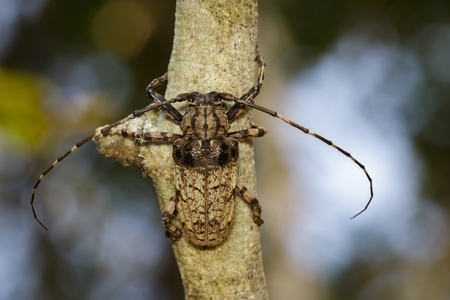 Image of Cerambycidae bug (Moechotypa suffusa) on branch on natural background. Insect. Animal.の写真素材