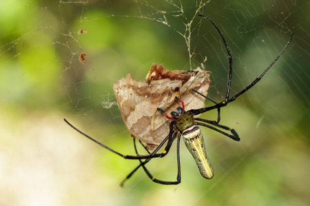 Image of Golden Long-jawed Orb-weaver Spider(Nephila pilipes) eating dead butterflies on the spider web. Insect. Animalの写真素材