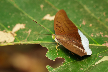 Image of a male common earl butterflies(Tanaecia julii odilina) on green leaves. Insect. Animal.の写真素材