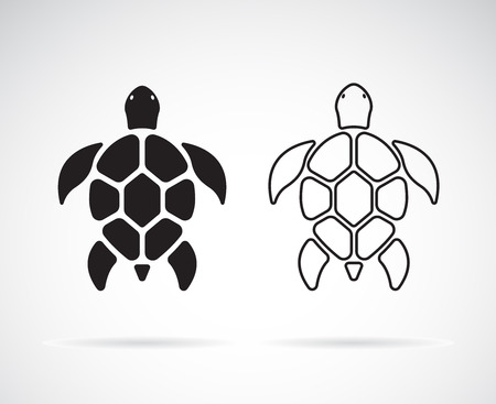 Vector of turtle design on a white background.のイラスト素材